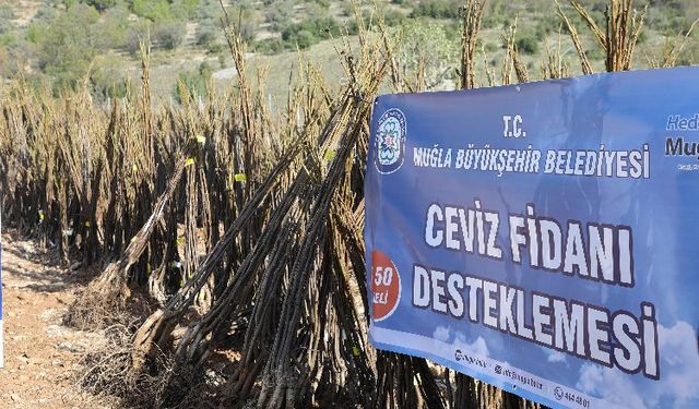 Muğla'da meyve fidanı dağıtımı devam ediyor