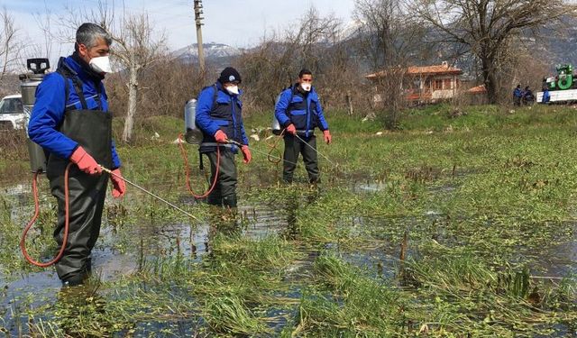 Muğla'da vektörle mücadeleye devam