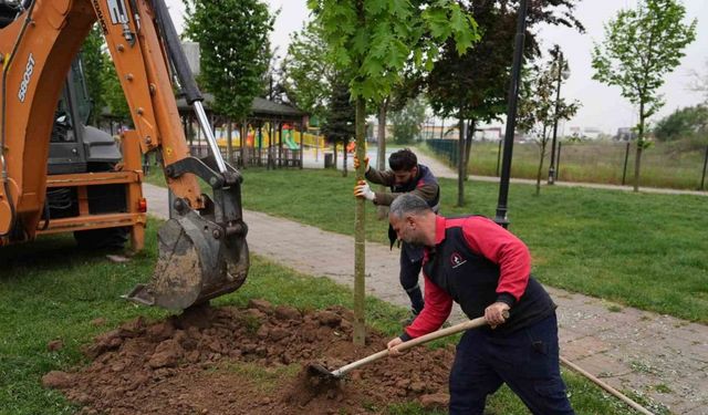 5 yılda 7 bin 140 ağaç toprakla buluştu