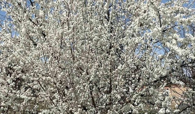 Afyonkarahisar’da ağaçlar baharın müjdecisi olarak rengarenk çiçek açtı