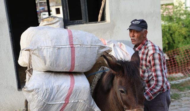 Akaryakıt zamları, at, eşek ve katırları kıymetli kılmaya devam ediyor