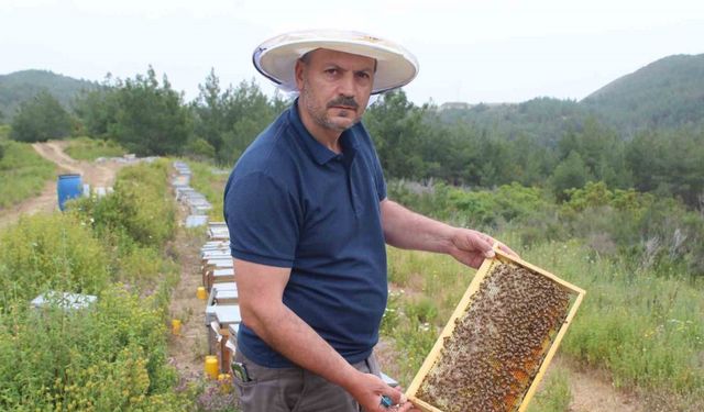 Arıcıların yeni favorisi avokado ve muz balı