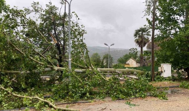 Aşıra yağışa dayanamayan ağaç yola devrildi