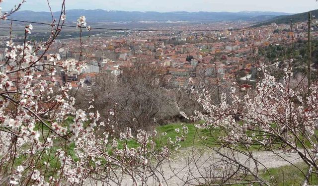 Badem ağaçları bu yıl zamanında çiçek açtı