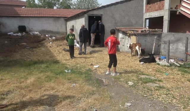 Bafra’da başıboş köpek dehşeti: 12 buzağı ve 1 kuzu telef oldu