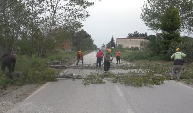 Bafra’da fırtına ağaçları devirdi