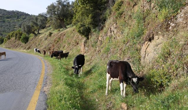 Bahar ayları ile birlikte yol kenarları meraya döndü