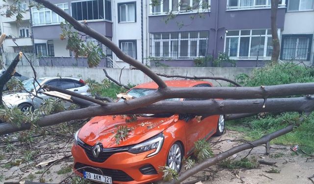 Bandırma’da, çürüyen ağaç otomobilin üzerine devrildi