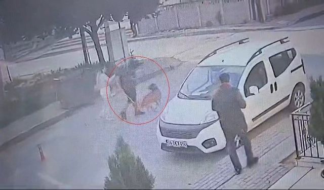 Bekçi ile boksör arasında ’ağızlıksız pitbull’ kavgası