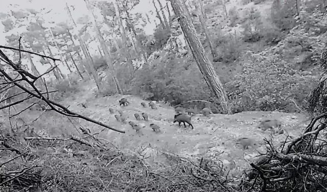 Birçok yaban hayvanı fotokapana takıldı