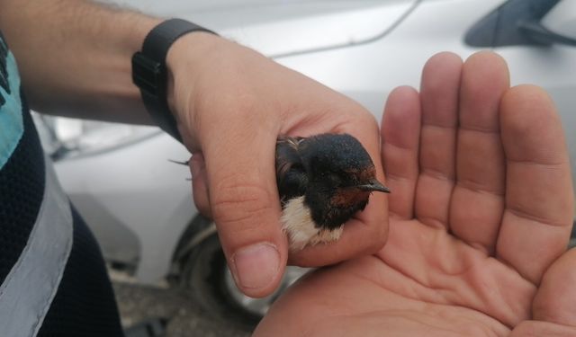 Bitkin düşen Kırlangıç’a jandarma şefkati