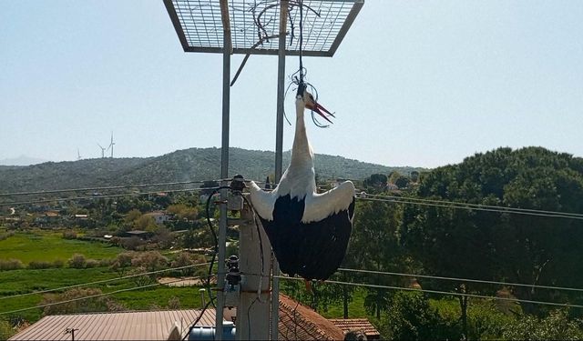 Boynuna ip dolanan leylek, boğulmaktan son anda kurtarıldı