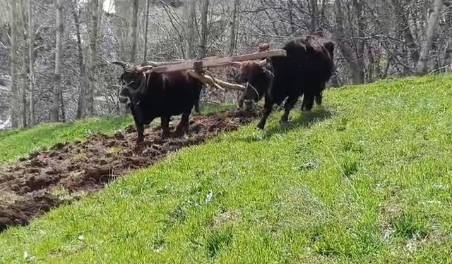 Bu ilçede halen ’Kara saban’ kullanılıyor