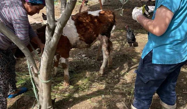 Büyükbaş hayvanlar kimlikleniyor