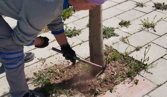 Çameli Belediyesi kaldırım ve ağaçları bakıma aldı