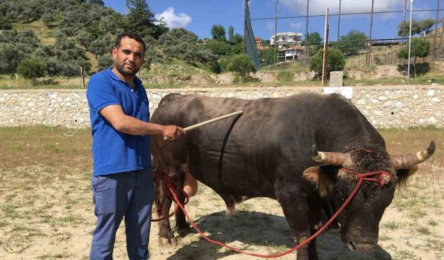 Çamköy’de boğa güreşi yapılacak