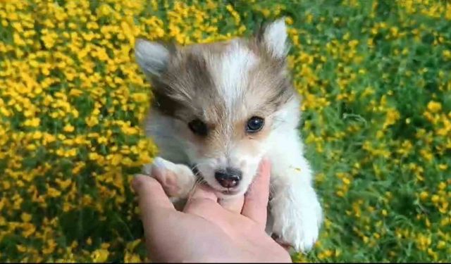 Çiçekler arasında oynayan sevimli köpeklerin halleri gülümsetti