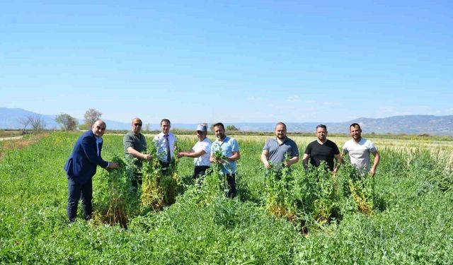 Denizli’de ara dönemde ekilen Pembe İnciden dekarda 6,8 ton yaş ot elde edildi