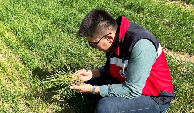 Dumlupınar’da hububat ekili arazilerde ürün gelişim, hastalık ve zararlı kontrolleri