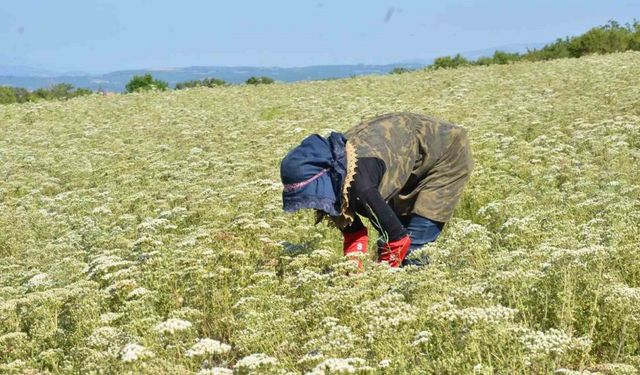 Dünyanın kekik ihtiyacı Denizli’den karşılanıyor