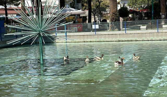 Edremit’in ördekli parkı geri geldi