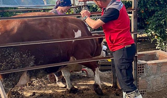 Ekşiliyurt’ta büyükbaş hayvanlar şap aşısıyla koruma altında