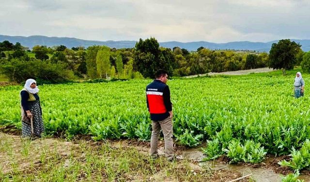 Emet’te hububat, haşhaş ekili araziler ve meyve bahçelerinde ürün hastalık ve zararlı kontrolleri