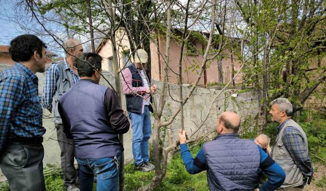 Emet’te meyve üreticilerine budama ve aşılama eğitimi