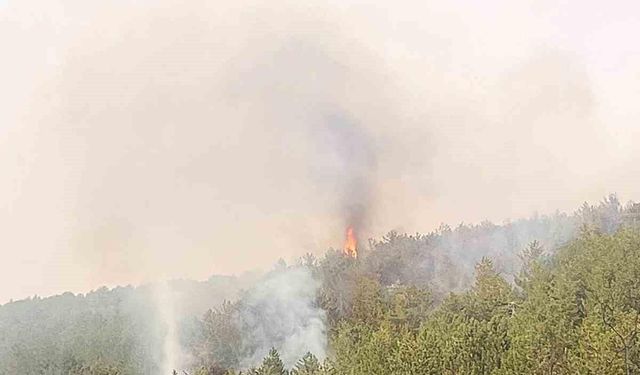 Eskişehir’de çıkan orman yangınında 1 hektarlık alan zarar gördü
