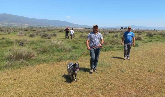 Fermalı av köpekleri 3’üncü kez yarıştı