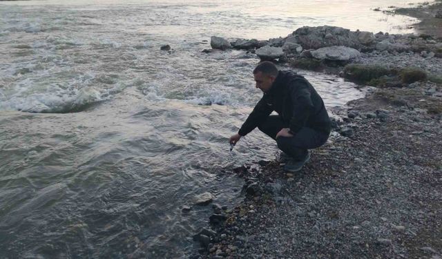 Fizyolojik uyum süreçlerini tamamlayan Van Gölü’nün incilerinin zorlu yolculuğu başladı