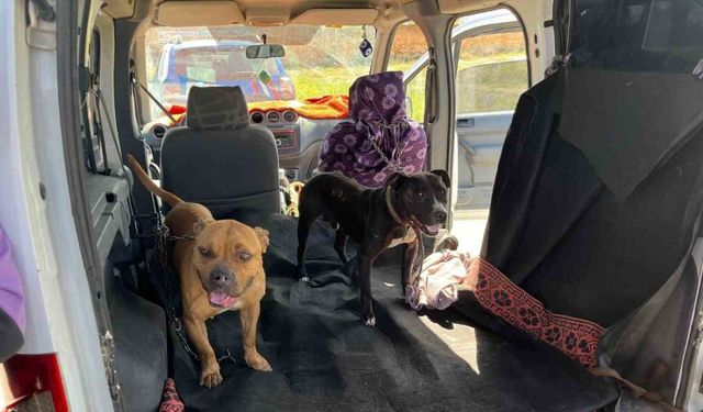 Gaziantep’te jandarma ekipleri yasak ırk 3 köpeğe el koydu