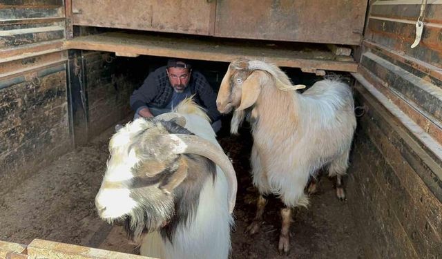 Geçimini hayvancılık yaparak sağlayan adamın çalınan keçilerini jandarma buldu