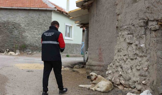 Gölbaşı Belediyesi sokak hayvanlarını aşıladı