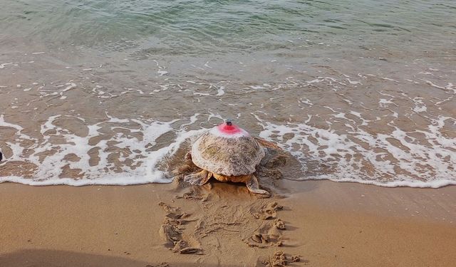 Güzel İzmir isimli caretta soluğu Mısır’da aldı