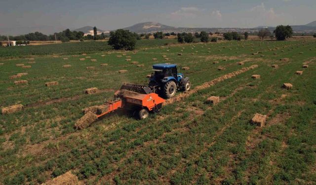 Hasadı yapılan baba yemler üreticilere dağıtıldı