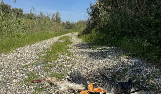 Hatay’da göç yolundaki leylekleri silahla vurdular