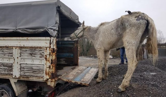 Hayvanlara kötü davranan ve kaçak avlanan 62 kişiye 788 bin TL ceza