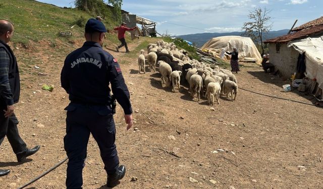 Hisarcık’ta kaybolan 55 küçükbaş hayvanı jandarma buldu