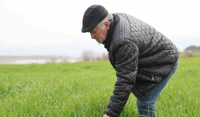 İlkbahar yağışları çiftçilerin yüzünü güldürdü