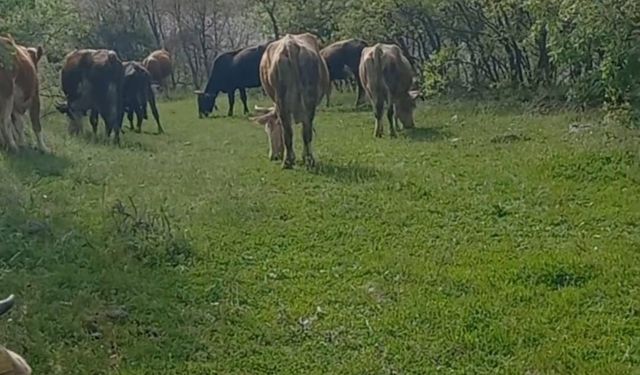 İneklerini otlatırken yılan soktu, hastaneye kaldırıldı