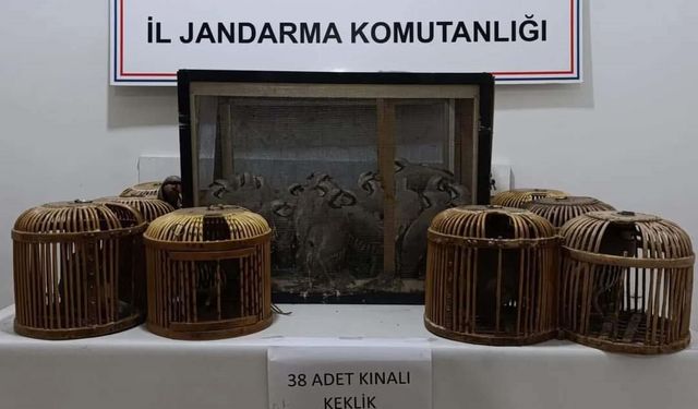 Kafes avcıları jandarmaya takıldı