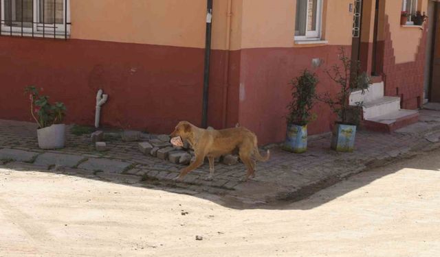 Kasabı uyutan anne köpek gözünü kırpmadan eti alıp gitti