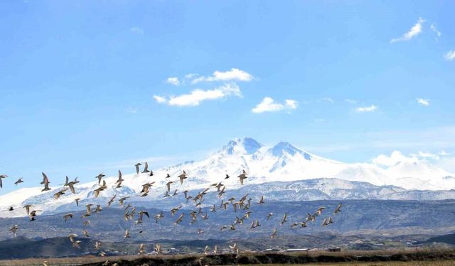 Kayseri’nin doğal kuş cenneti baharı müjdeliyor