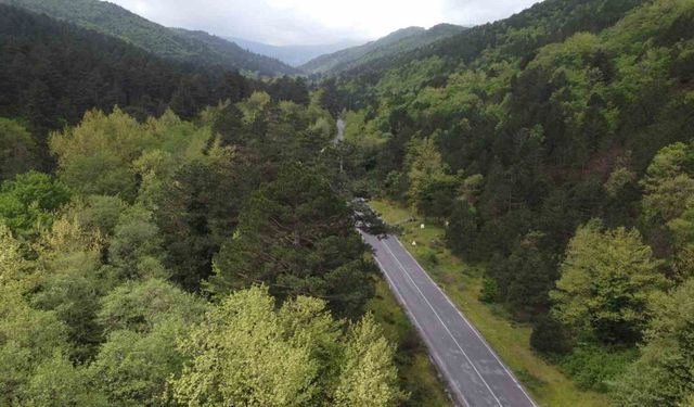 Kazdağları bahar ile birlikte yeşilin binbir tonuna büründü