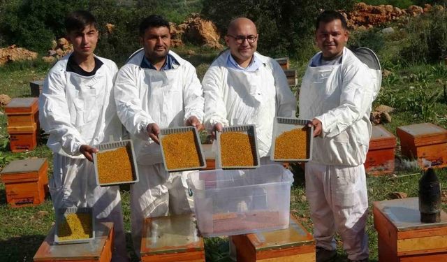 Kilosu bin TL: Sağlık açısında altın değerindeki polende hasat başladı