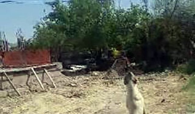 Köpeğin dron ile imtihanı gülümsetti