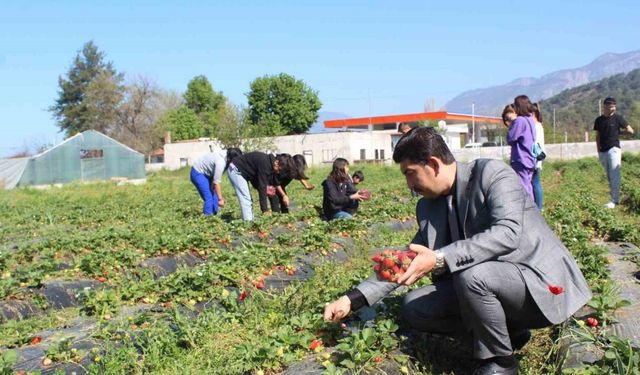 Köyceğiz’de öğrenciler çilek hasadı yaptı