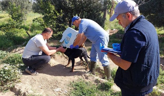 Kuyucak’ta kedi ve köpeklere kuduz aşısı yapıldı