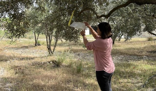 Kuyucak’ta zeytin güvesi uyarısı